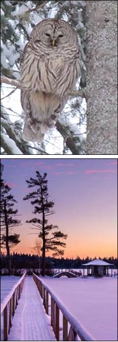 White Pine Camp Location